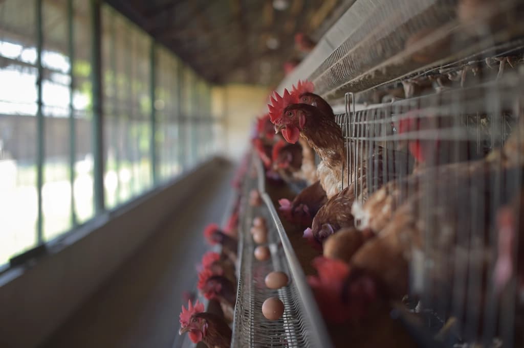 Chickens Somali Poultry Farm Mogadishu